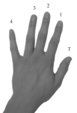 Finger Numbering